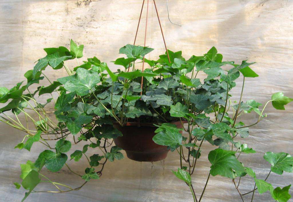 花语大全:常春藤的花语及功效和作用