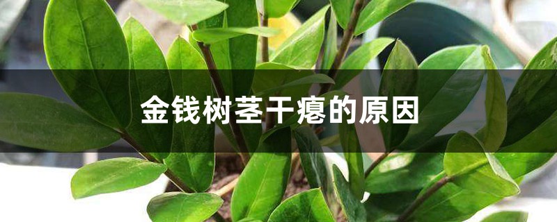 金钱树茎干瘪的原因,茎皱能恢复吗 金钱树茎干瘪的原因,茎皱能恢复吗