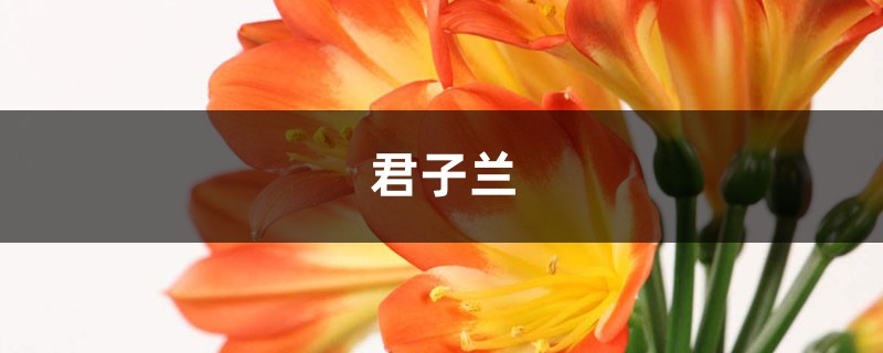 烂根的多肉君子兰,随手扔水里,竟然长疯了! 烂根的多肉君子兰,随手扔水里,竟然长疯了!