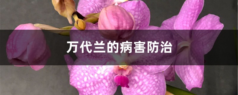 万代兰的病害防治 万代兰的病害防治