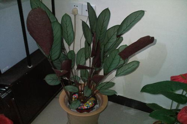 箭羽竹芋的虫害及其防治方法 箭羽竹芋的虫害及其防治方法