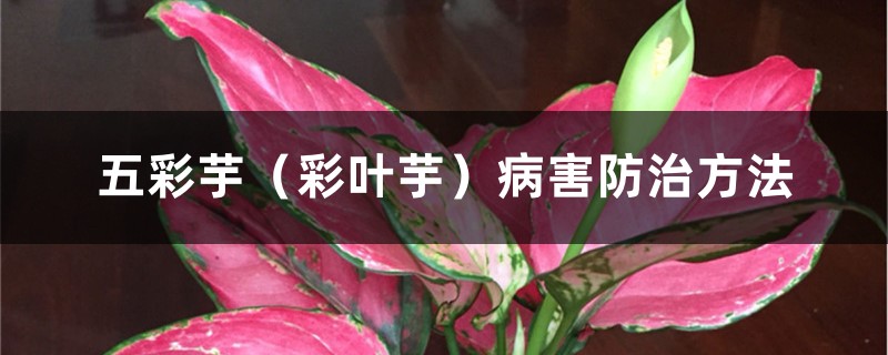 五彩芋(彩叶芋)病害防治方法 五彩芋(彩叶芋)病害防治方法