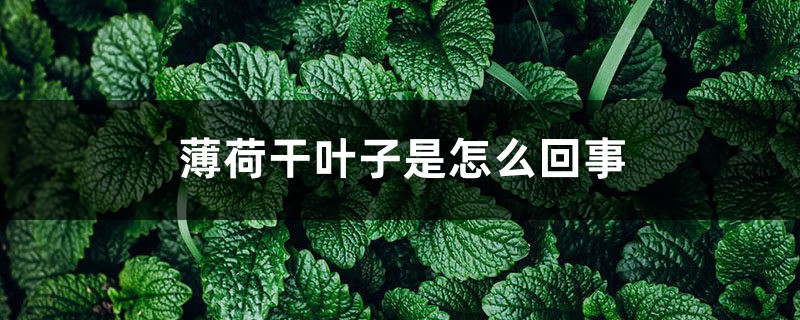 薄荷干叶子是怎么回事 薄荷干叶子是怎么回事