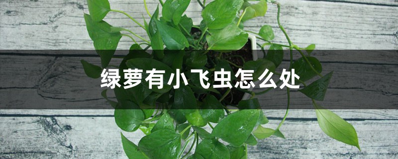 绿萝有小飞虫怎么处理,叶子发黄是怎么回事 绿萝有小飞虫怎么处理,叶子发黄是怎么回事