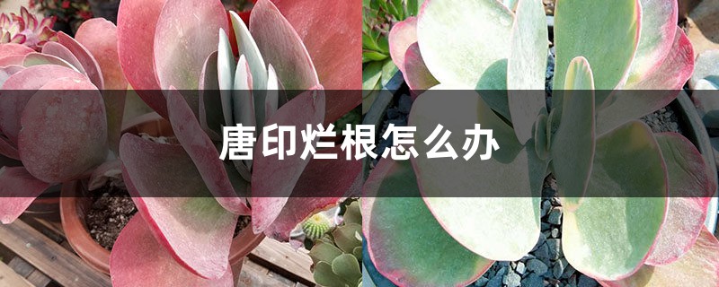 唐印烂根怎么办 唐印烂根怎么办