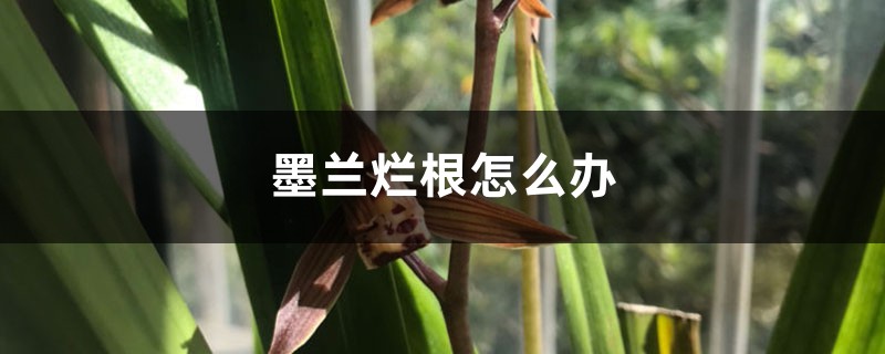 墨兰烂根怎么办 墨兰烂根怎么办