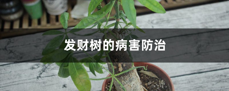 发财树的病害防治 发财树的病害防治