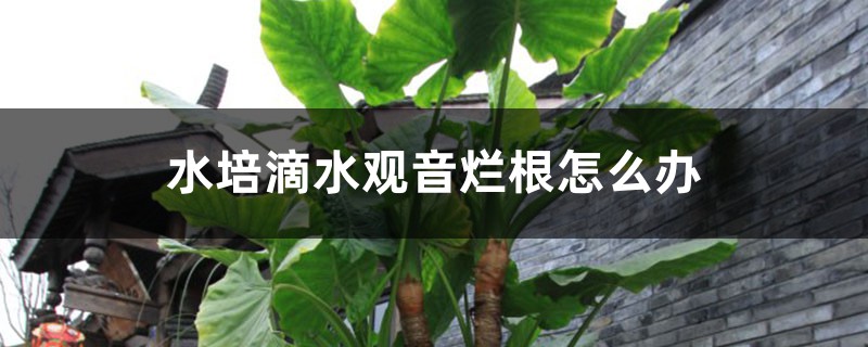 水培滴水观音烂根怎么办 水培滴水观音烂根怎么办