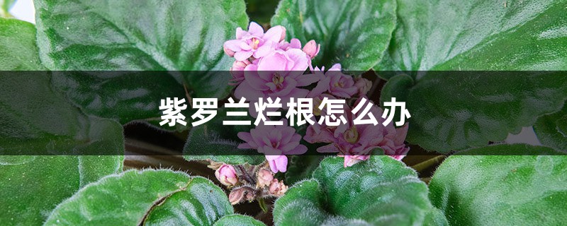 紫罗兰烂根怎么办 紫罗兰烂根怎么办