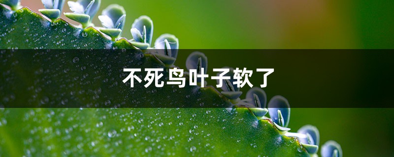 不死鸟叶子软了怎么办 不死鸟叶子软了怎么办