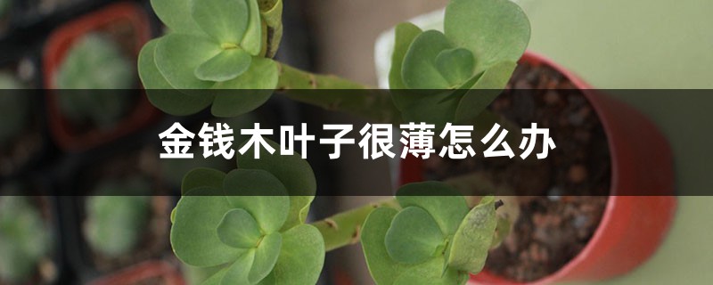 金钱木叶子很薄怎么办 金钱木叶子很薄怎么办