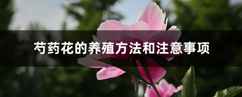 芍药花的养殖方法和注意事项 芍药花的养殖方法和注意事项