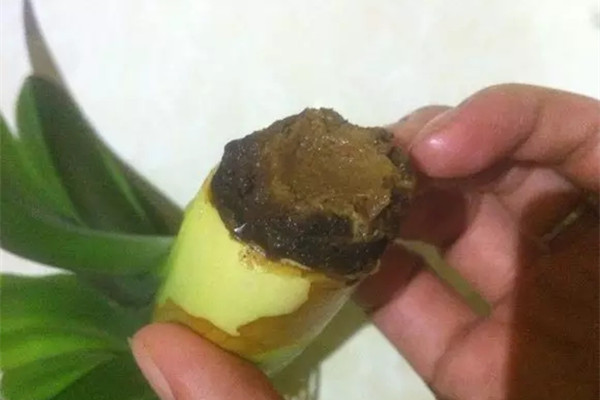 发财树虎皮兰……根全烂了也能救活?真神了 发财树虎皮兰……根全烂了也能救活?真神了