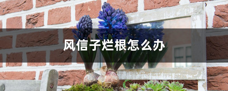 风信子烂根怎么办 风信子烂根怎么办