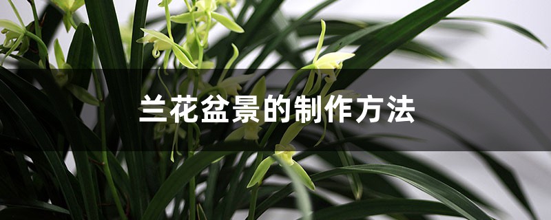 兰花盆景的制作方法 兰花盆景的制作方法