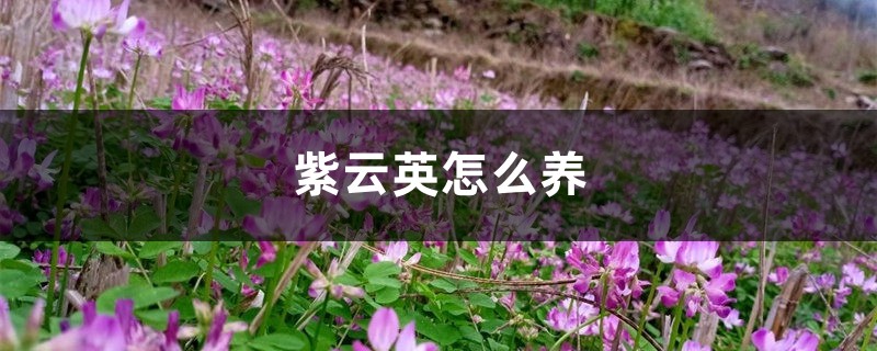 紫云英怎么养 紫云英怎么养