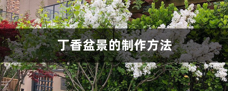 丁香盆景的制作方法 丁香盆景的制作方法